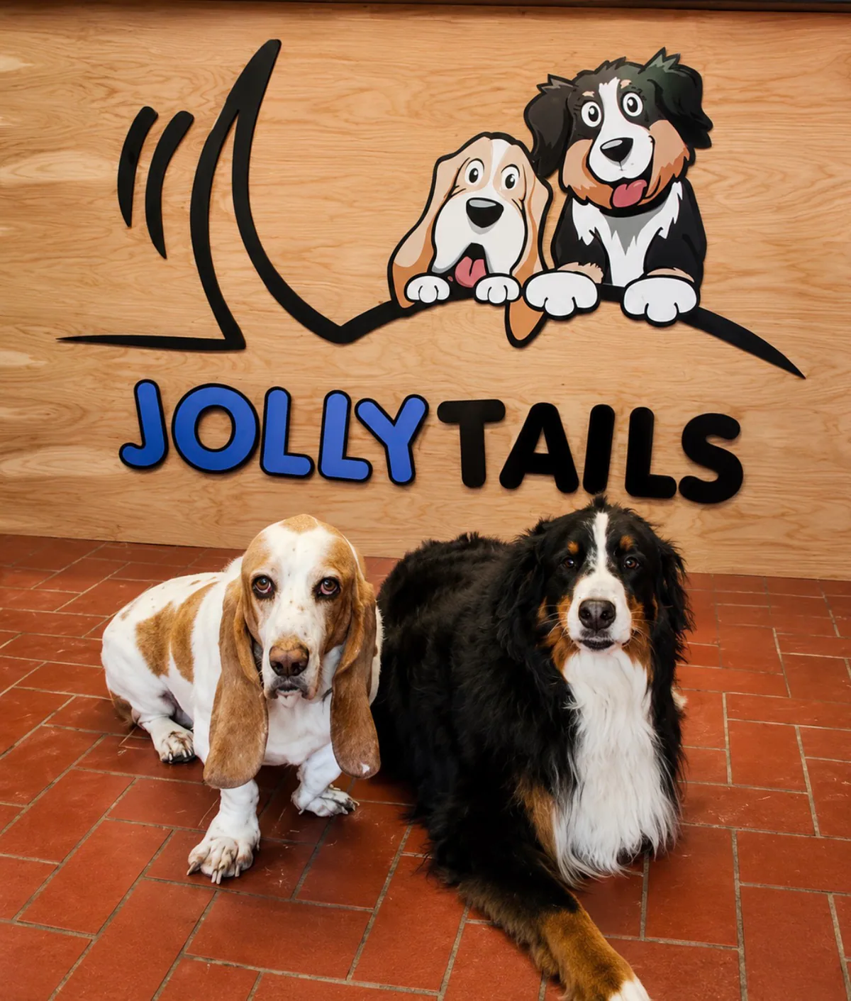 George the Basset Hound and Freyja the Bernese Mountain Dog at Jollytails