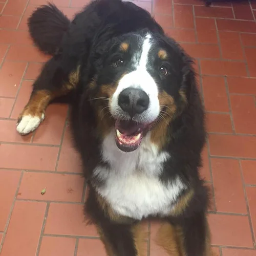 Freyja the Bernese Mountain Dog smiling at Jollytails
