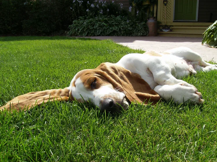 George the Basset Hound resting in the grass