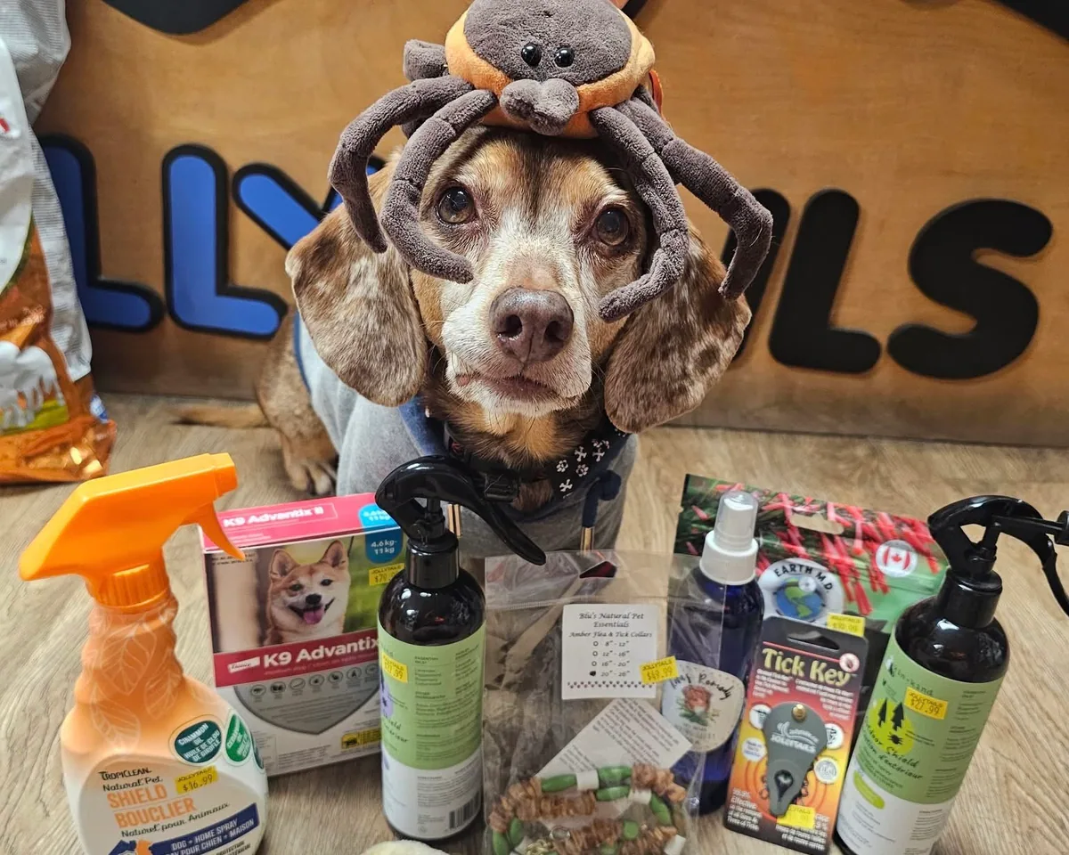 Buddy wearing a plush tick hat beside tick-season products at Jollytails