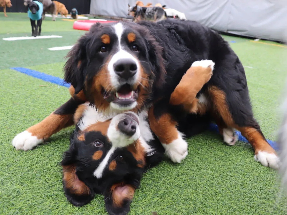 Two Bernese mountain dogs happily wrestling together on the daycare turf