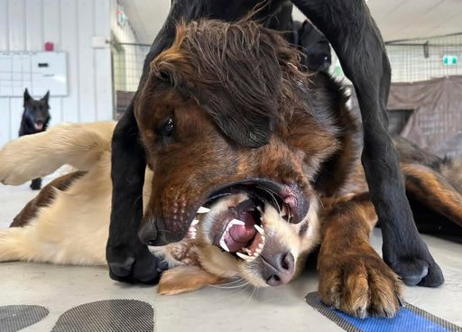 Dogs happily wrestling and playing together in an indoor daycare area