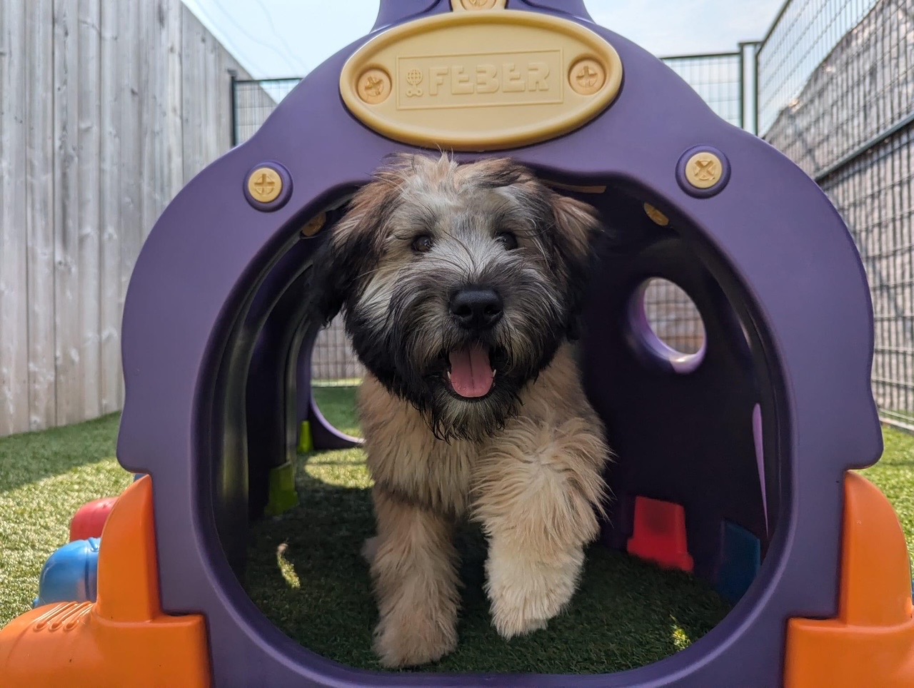A happy little dog stepping through a colourful outdoor daycare play structure