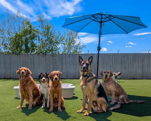A group of dogs sitting together beneath a large blue umbrella in the outdoor daycare yard