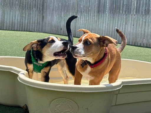 Two dogs cooling off together in a daycare pool