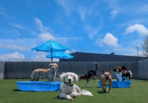 Dogs relaxing and playing around blue pools in the spacious Jollytails outdoor turf yard