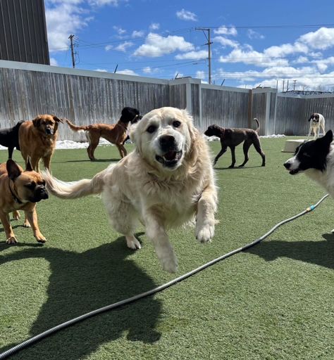 A happy white dog running toward the camera while other dogs play across the outdoor turf
