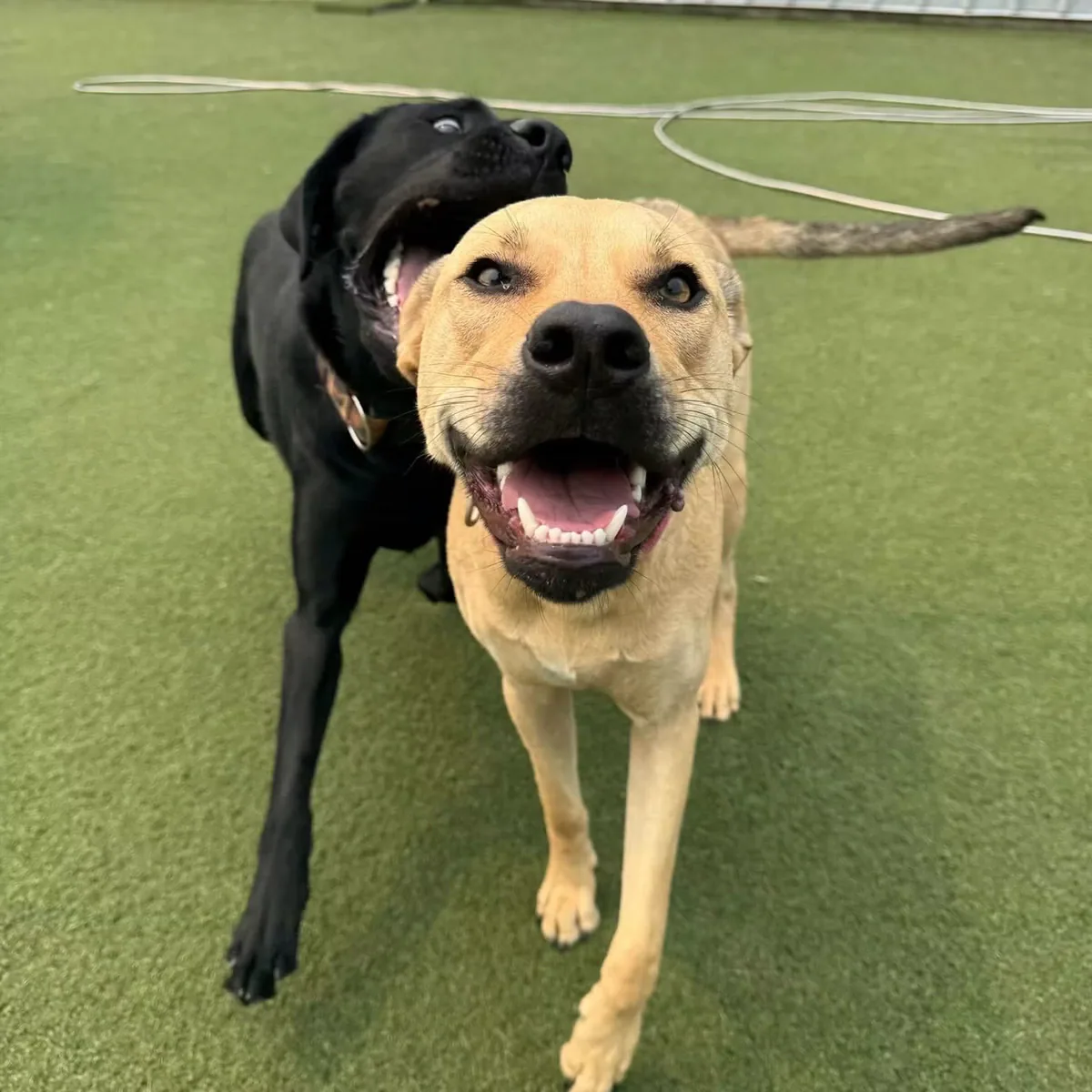 Two happy dogs enjoying playtime on the turf at Jollytails daycare