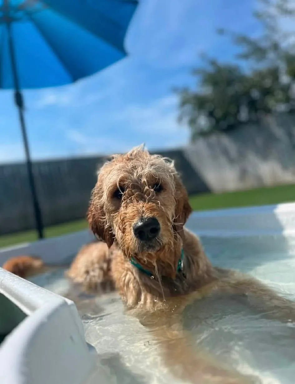 A happy wet dog cooling off in a pool in the Jollytails outdoor play area