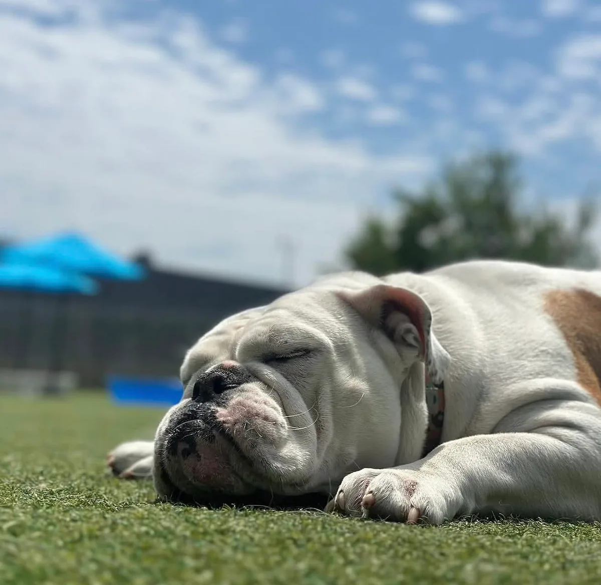 A bulldog resting peacefully in the sunshine on the outdoor daycare turf