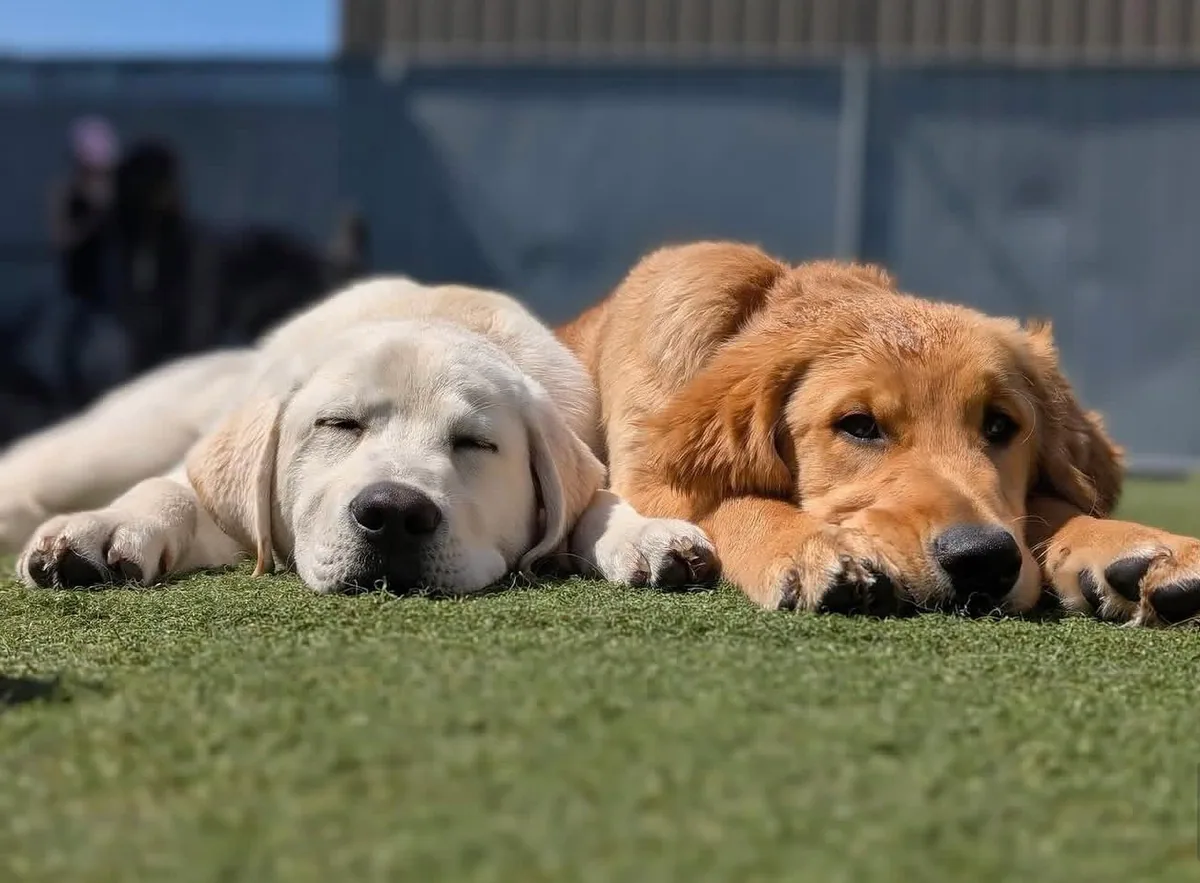 Two dogs resting side by side on the outdoor daycare turf