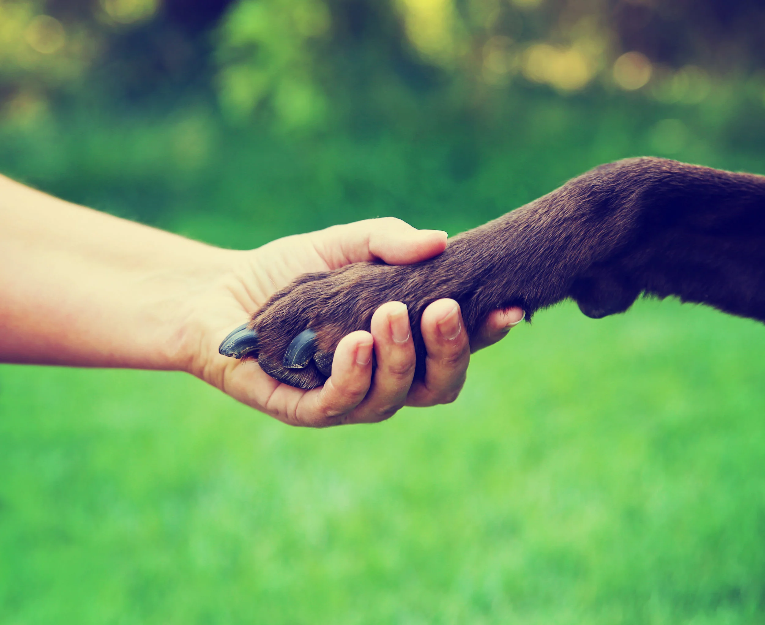 A person gently holding a dog's paw during training