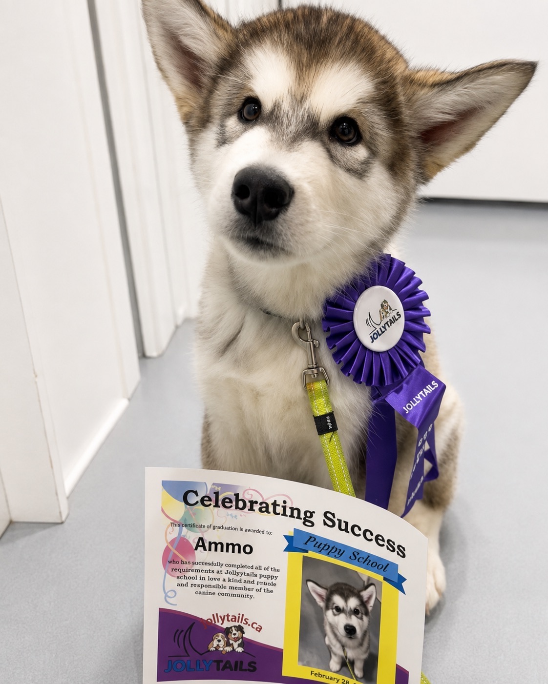 Ammo wearing a Jollytails Puppy School graduation ribbon beside his certificate