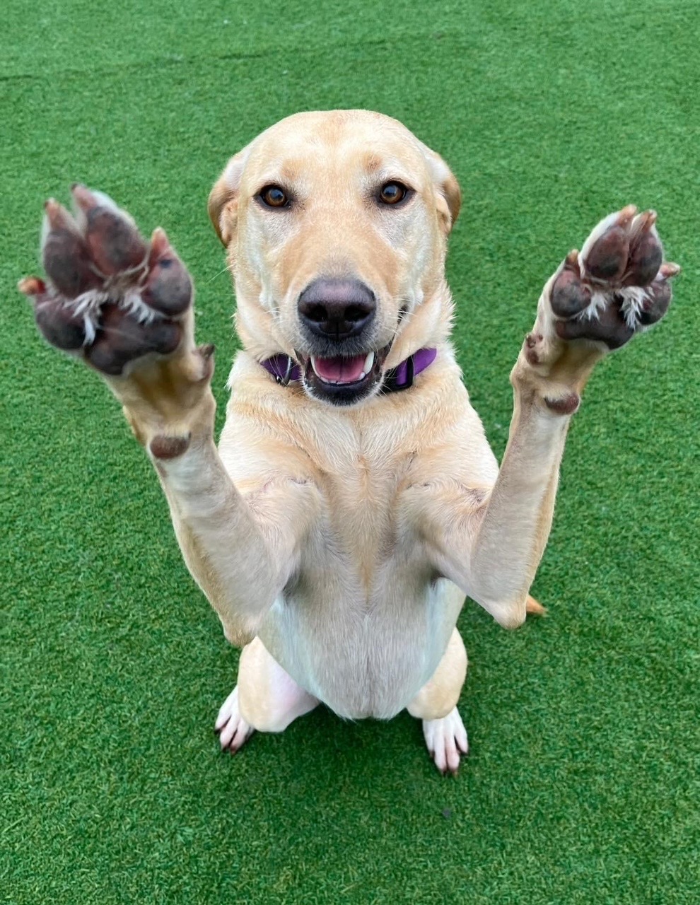 A happy dog sitting up with both paws raised during a Jollytails training session