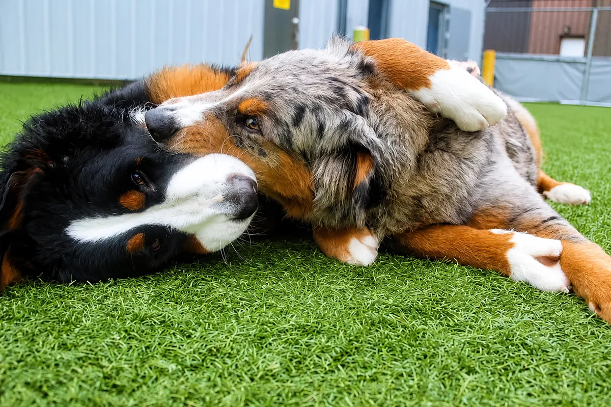 Dogs playing together during daycare at Jollytails