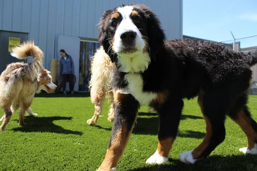 A young Bernese mountain dog approaching the camera in an outdoor daycare yard