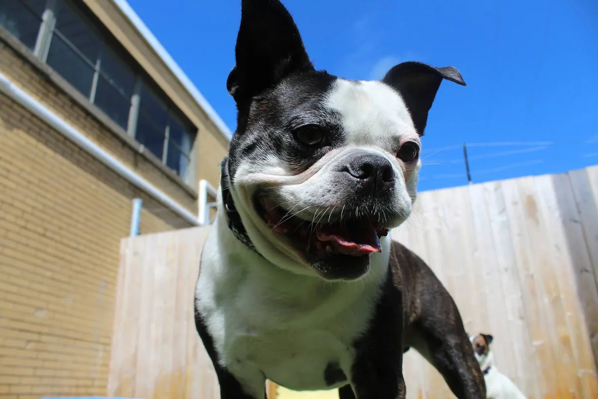 A happy black-and-white Boston terrier enjoying the Jollytails yard