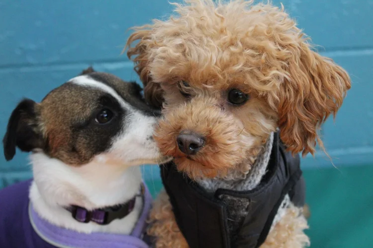 Two little dogs sharing an affectionate moment at Jollytails