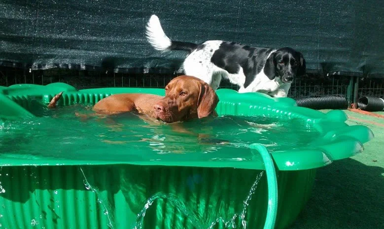 A brown dog cooling off in a green pool while another dog walks alongside