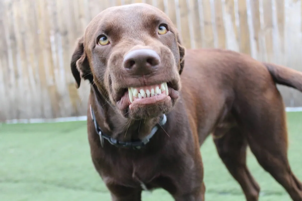 Buddy showing an unforgettable toothy smile at Jollytails