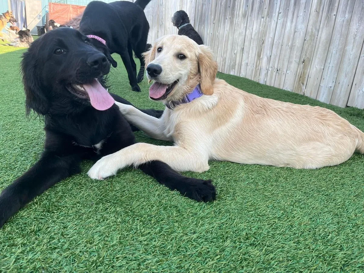 A black dog and golden retriever relaxing together on outdoor turf
