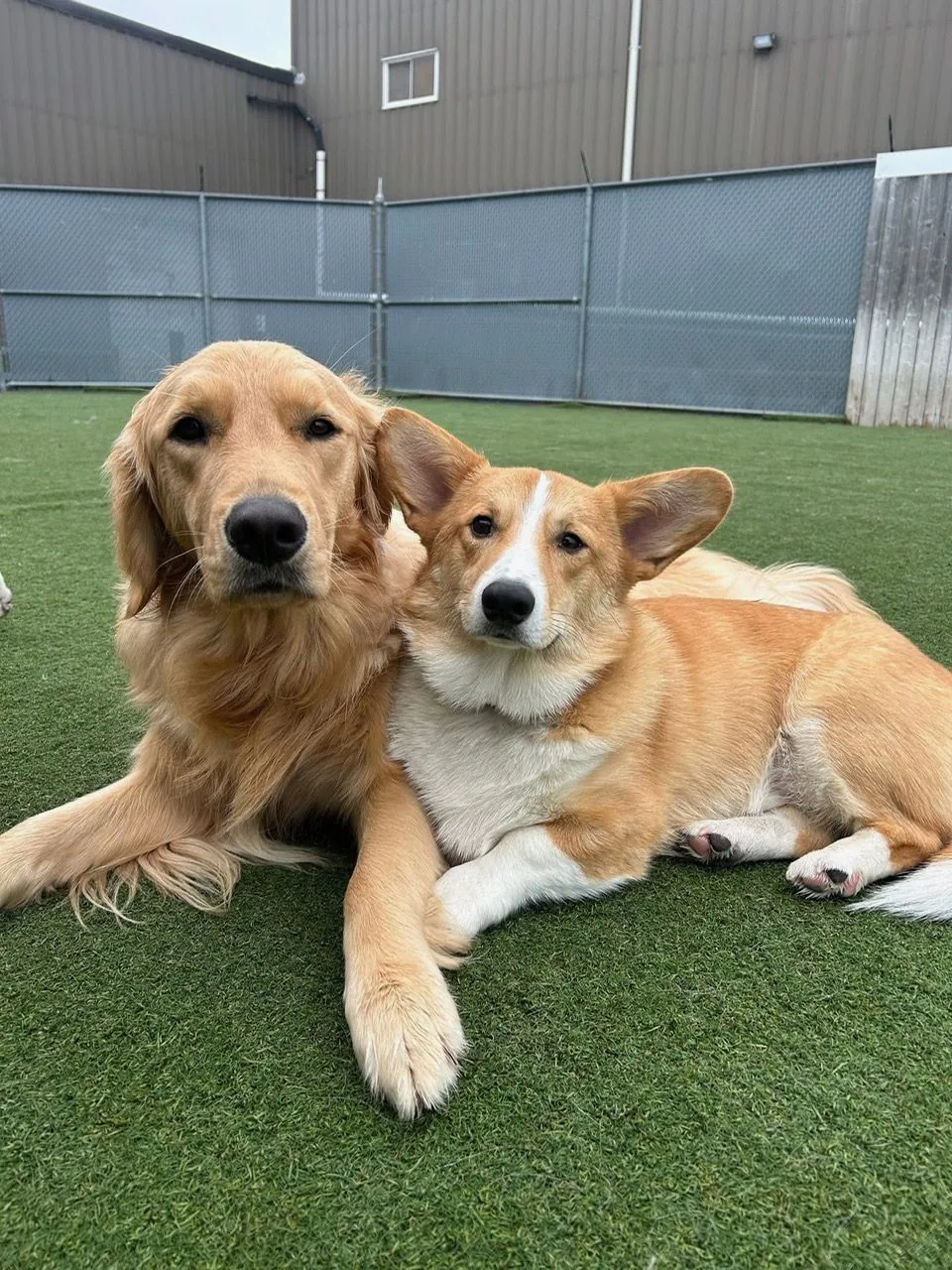 A golden retriever and corgi relaxing together in a Jollytails outdoor play area