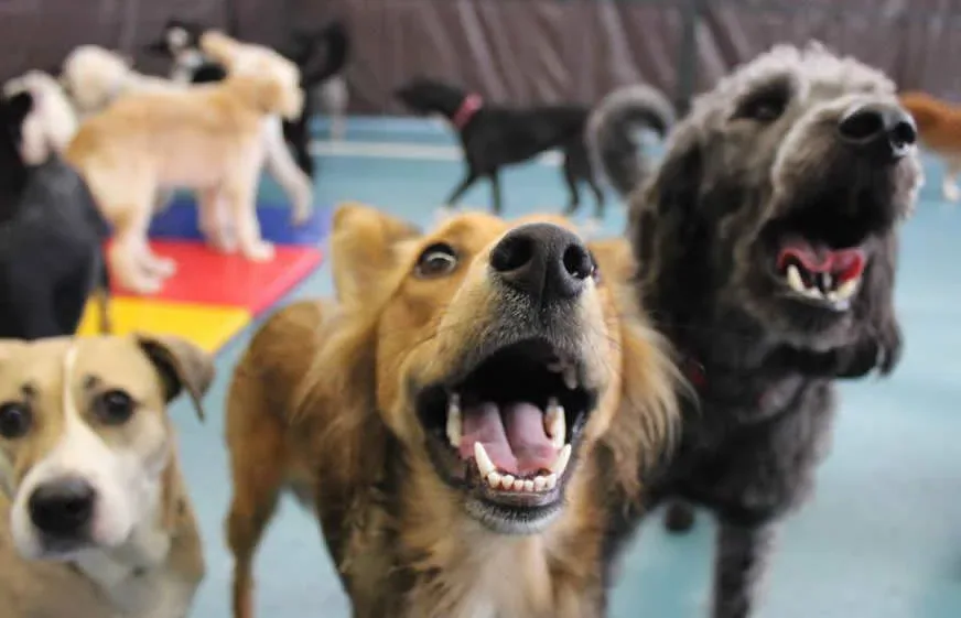 Three happy dogs gathered at the front of a busy Jollytails daycare playroom