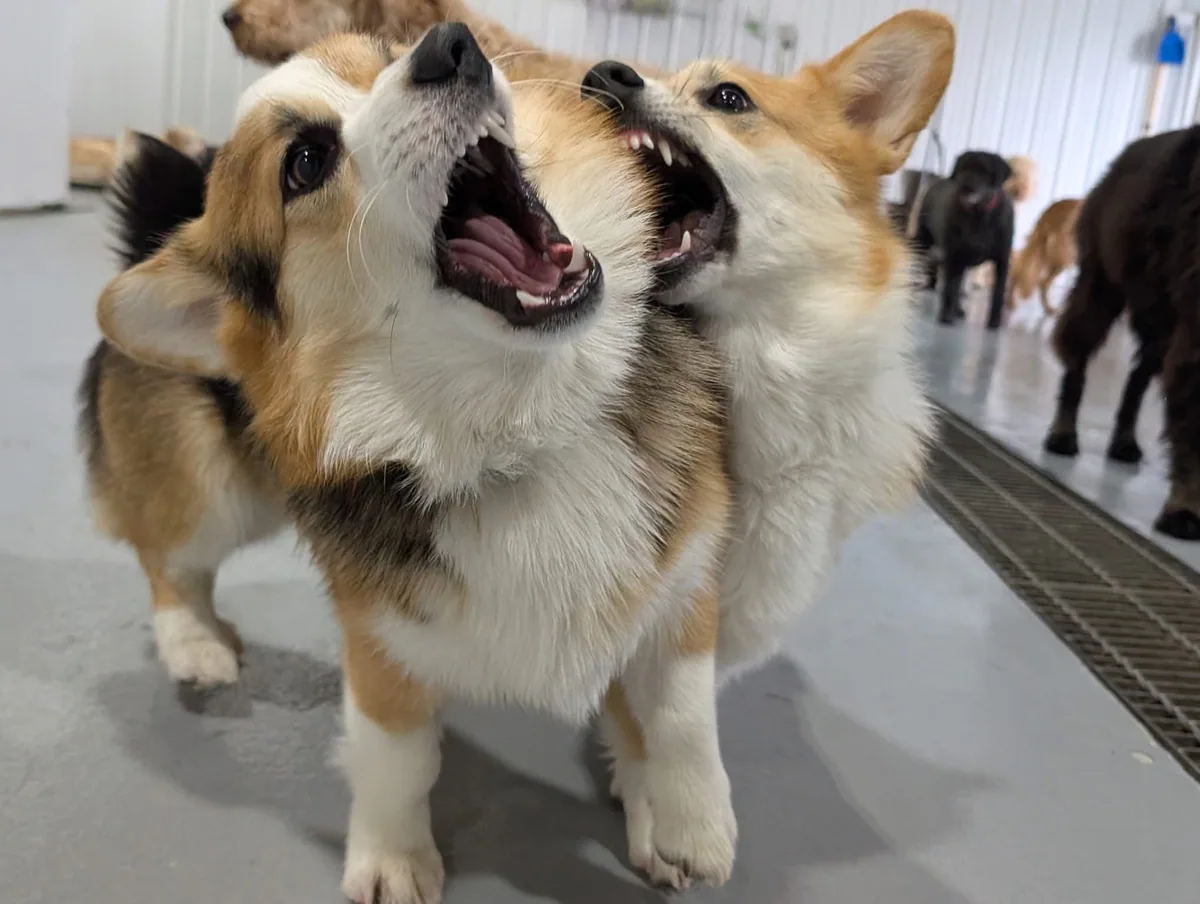 Two corgis playing together inside a bright Jollytails daycare room