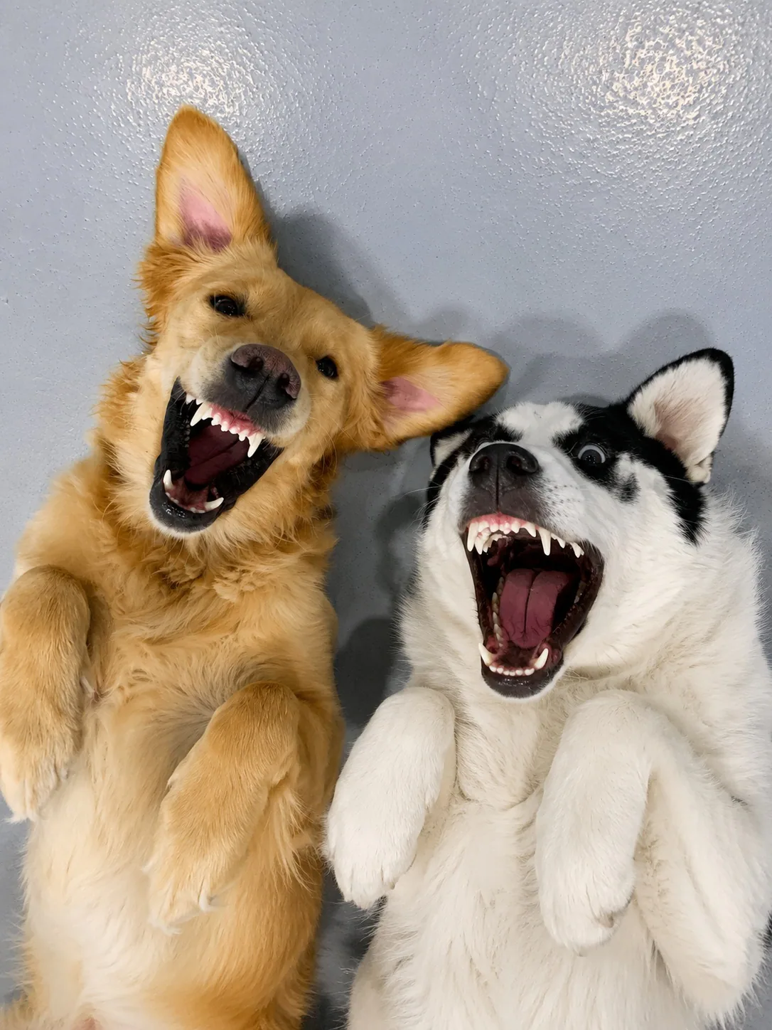 A golden retriever and husky lying together and smiling up at the camera
