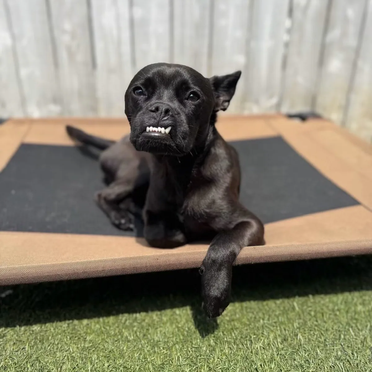 A small black dog relaxing on a daycare cot with a funny toothy grin
