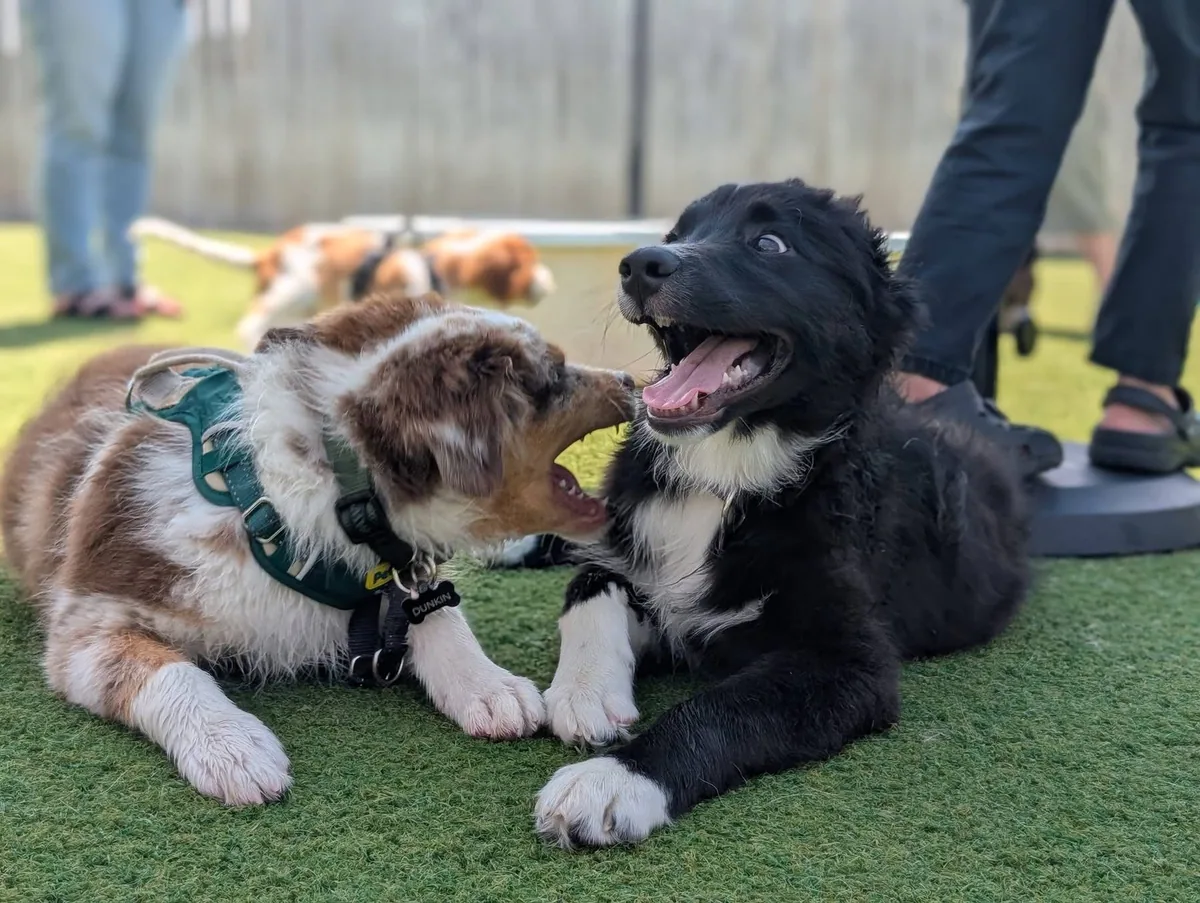 Two puppies playing together outside at Jollytails
