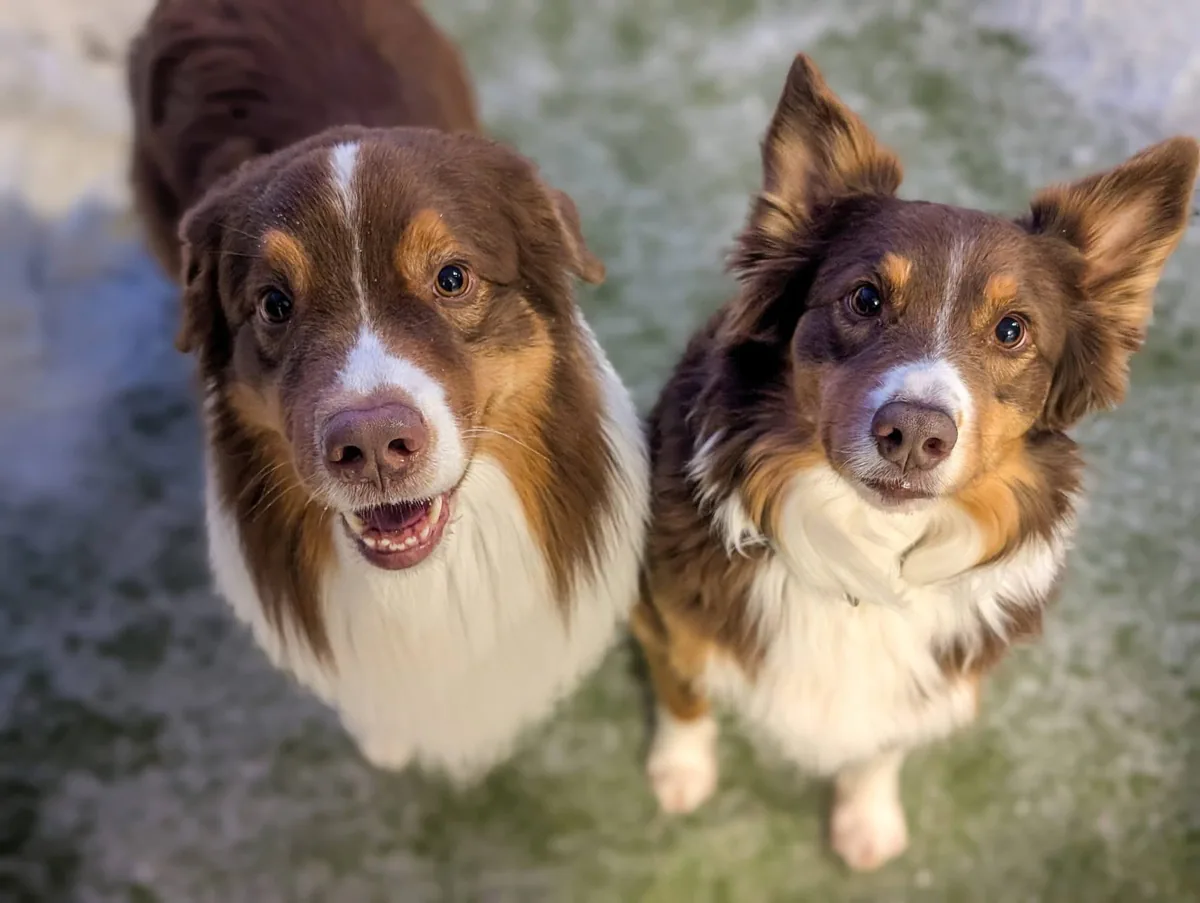 Two red-tricolour dogs looking up at the camera together