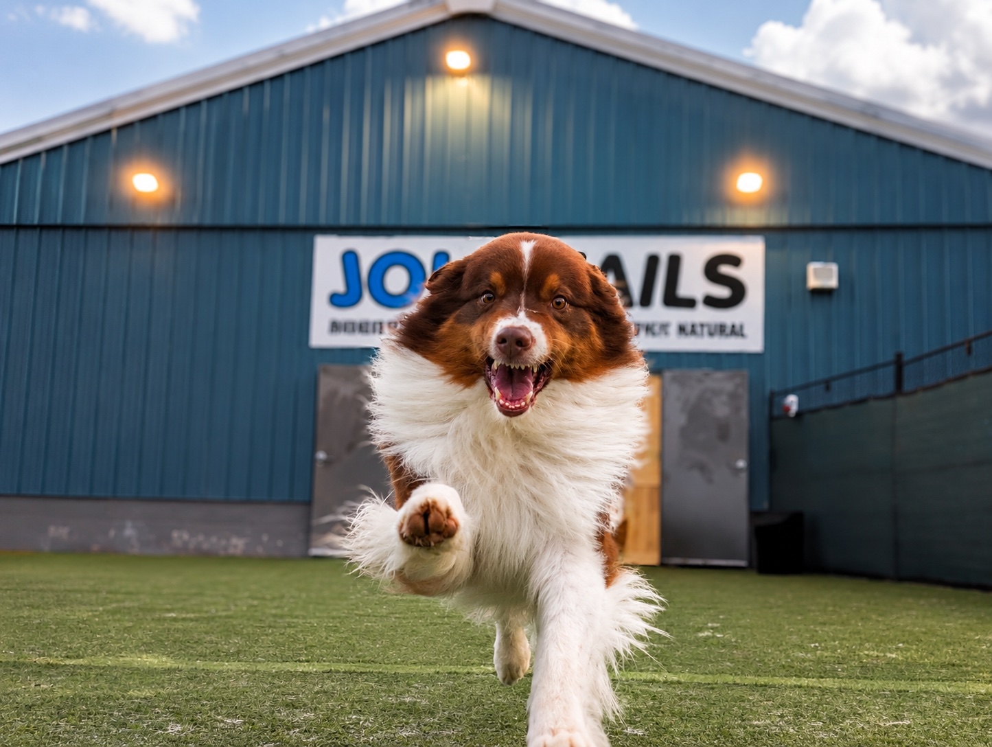A happy red-and-white dog running toward the camera in front of Jollytails