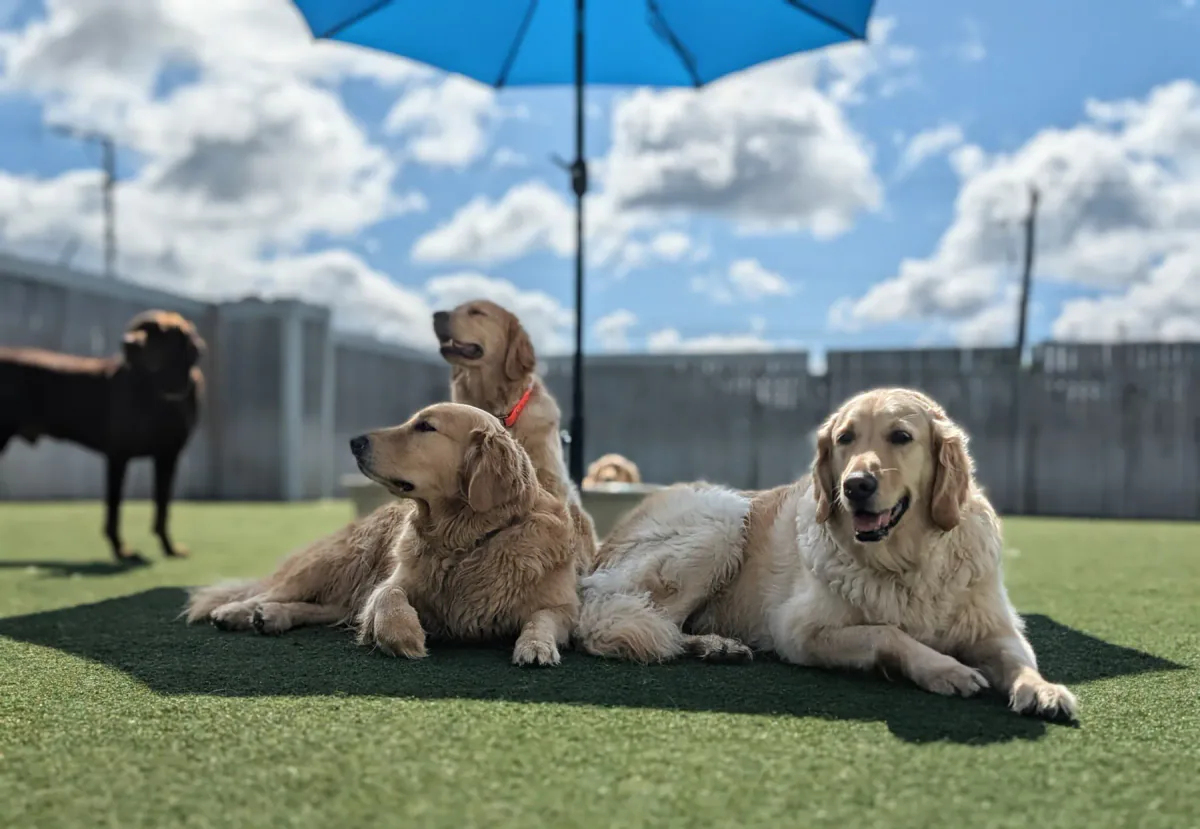Three golden retrievers relaxing together beneath a blue umbrella
