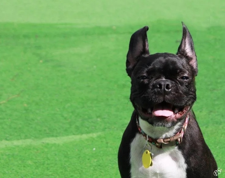A smiling black Boston terrier posing on the Jollytails turf