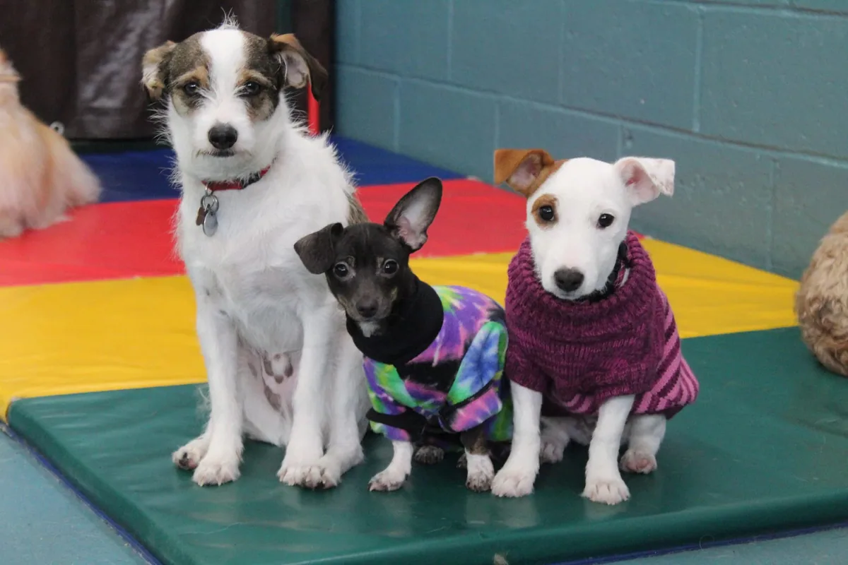 Three little dogs gathered together in colourful sweaters