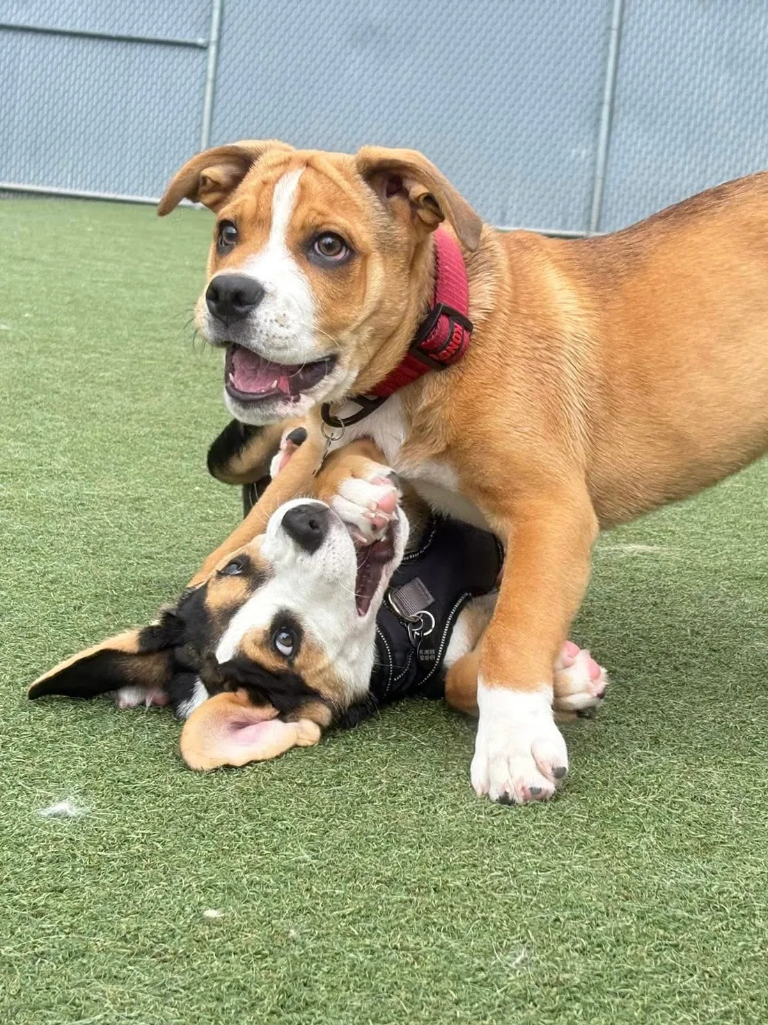Two young puppies wrestling together on outdoor turf