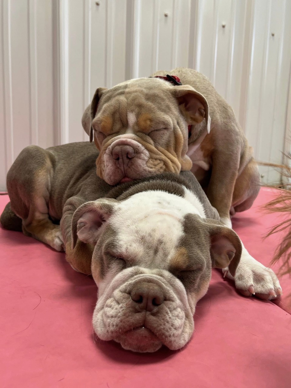 Three sleepy bulldogs cuddled together during rest time at Jollytails