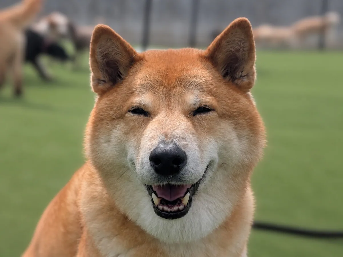 A smiling Shiba Inu enjoying a day at Jollytails