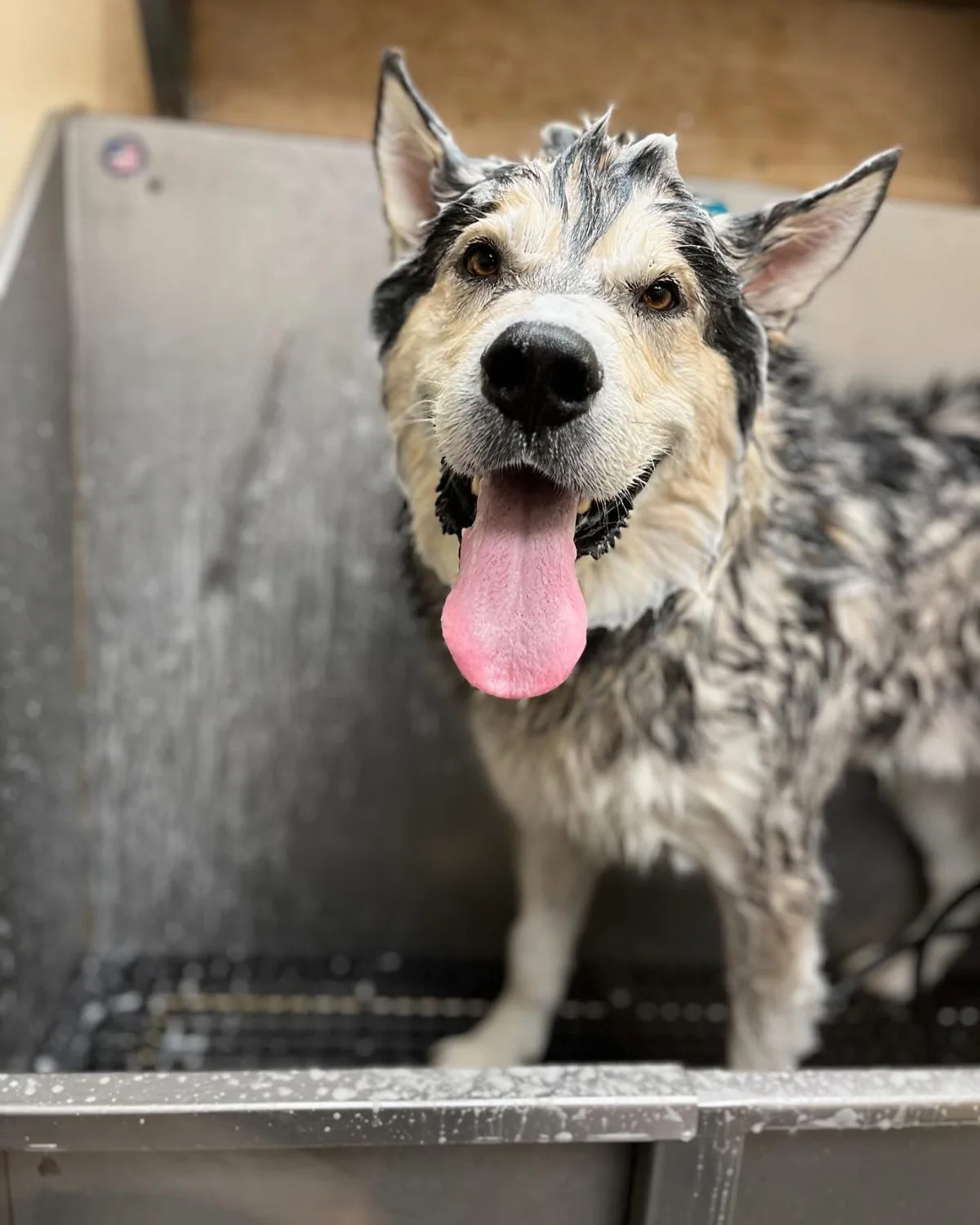 A happy wet husky standing in a grooming tub at Jollytails