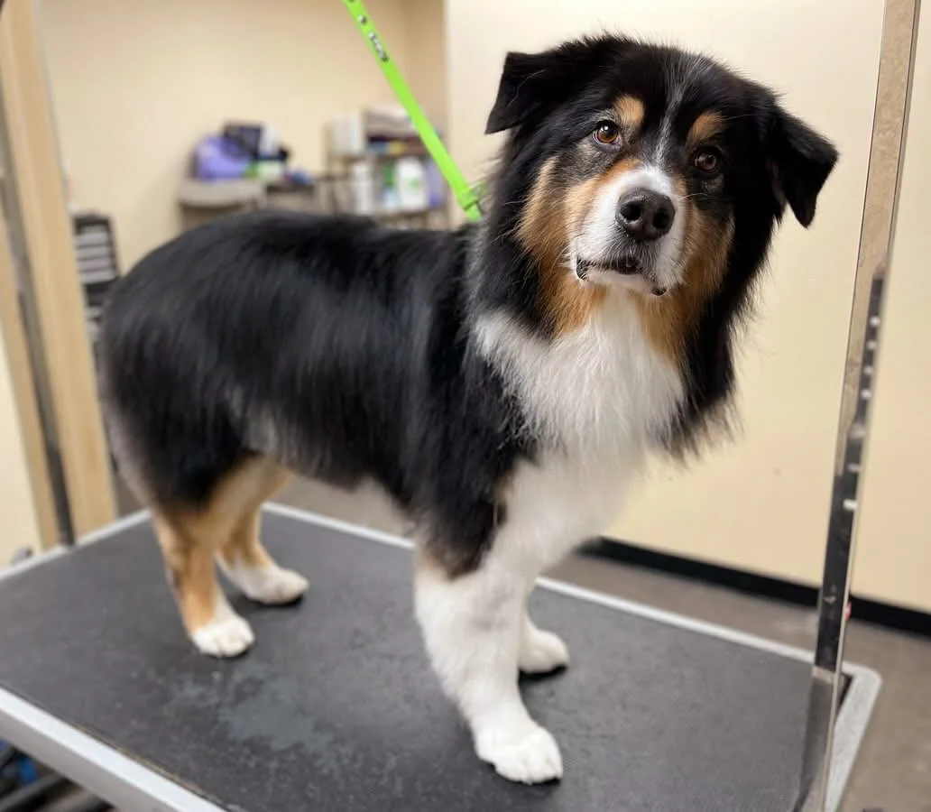 A freshly groomed Australian shepherd standing on a Jollytails grooming table