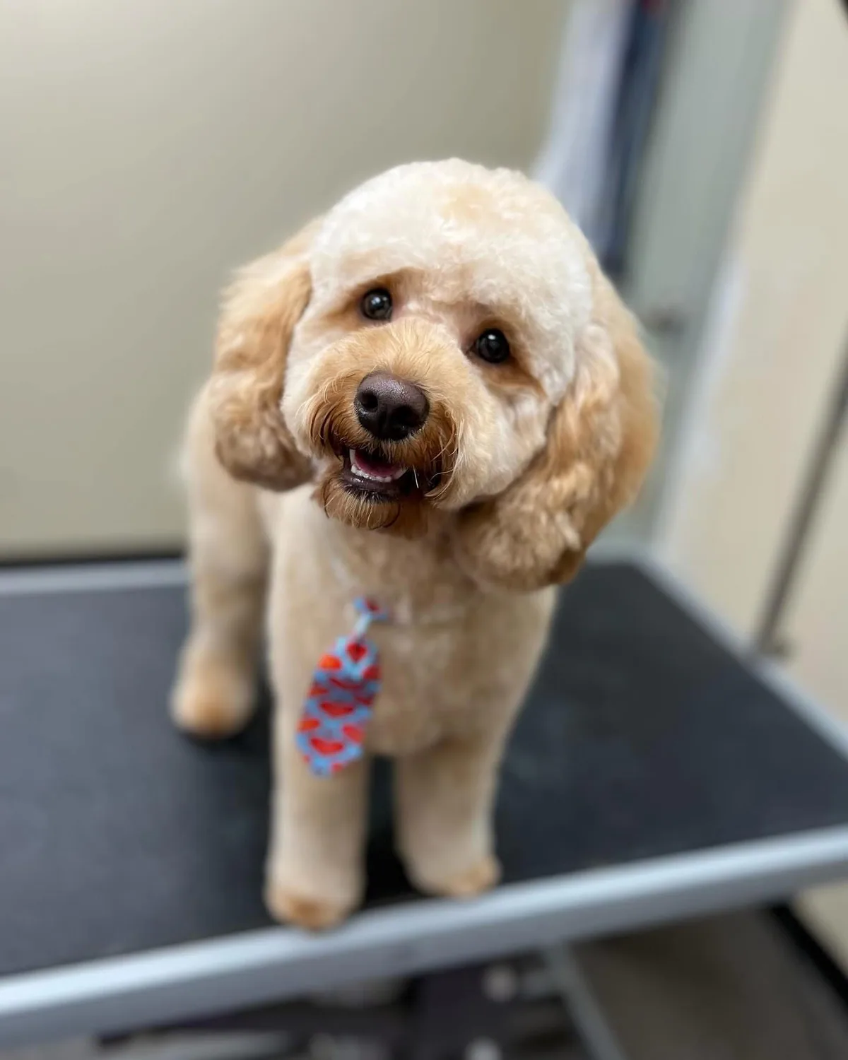 A freshly groomed cream-coloured doodle smiling at Jollytails