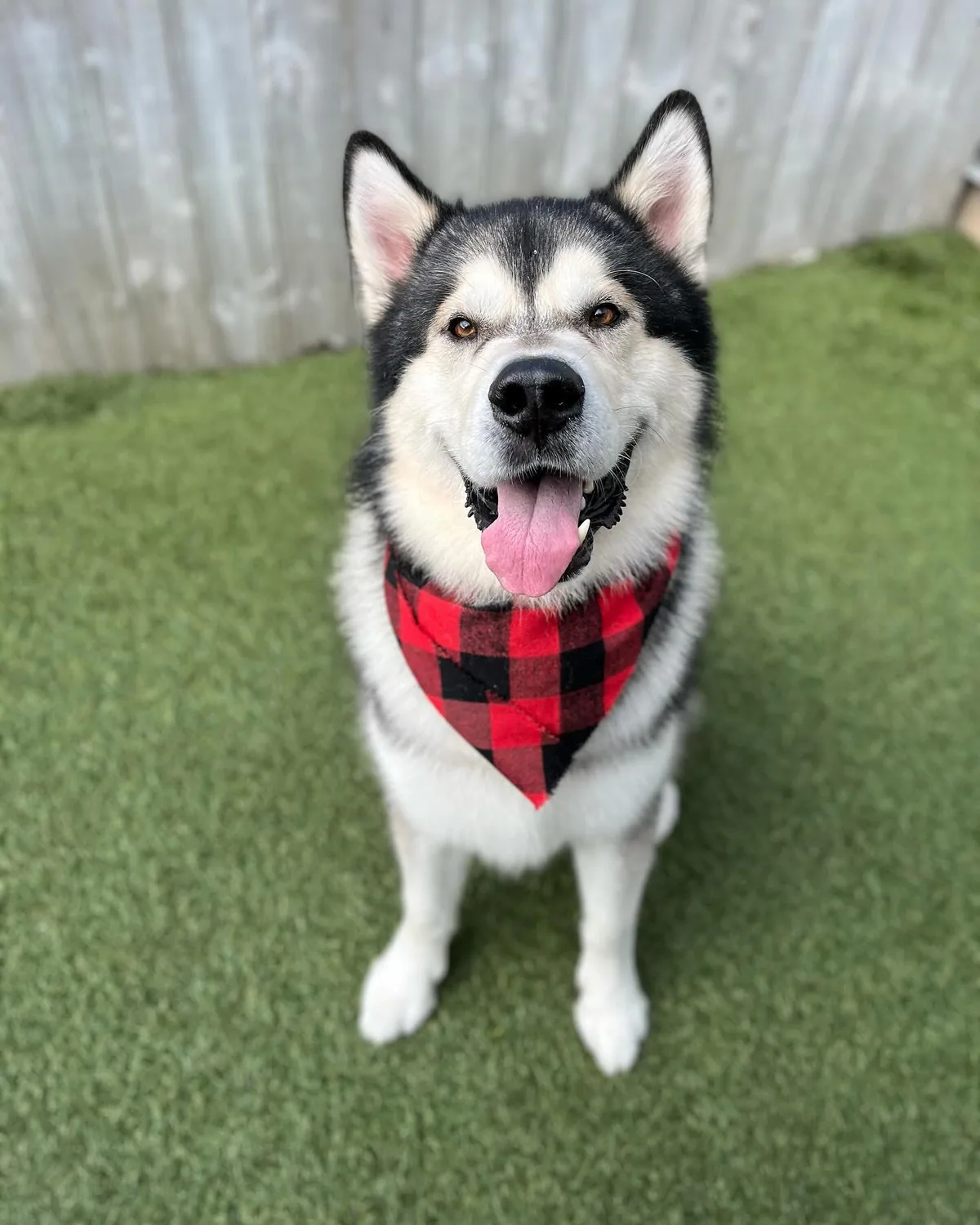 A freshly groomed husky wearing a red plaid bandana at Jollytails