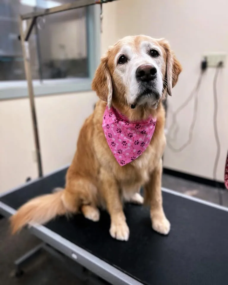 A freshly groomed golden retriever wearing a pink paw-print bandana at Jollytails