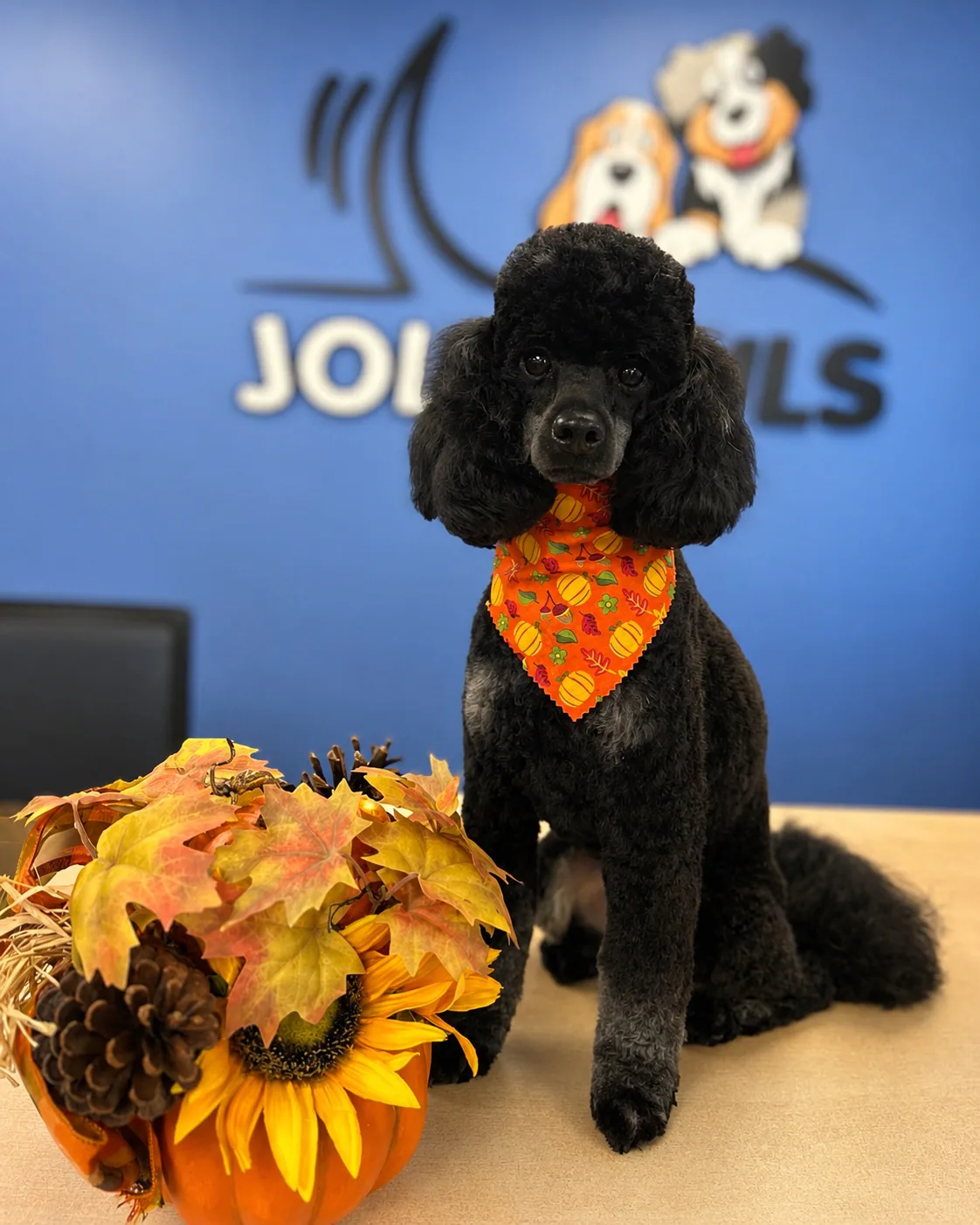 A freshly groomed black poodle wearing an autumn bandana at Jollytails