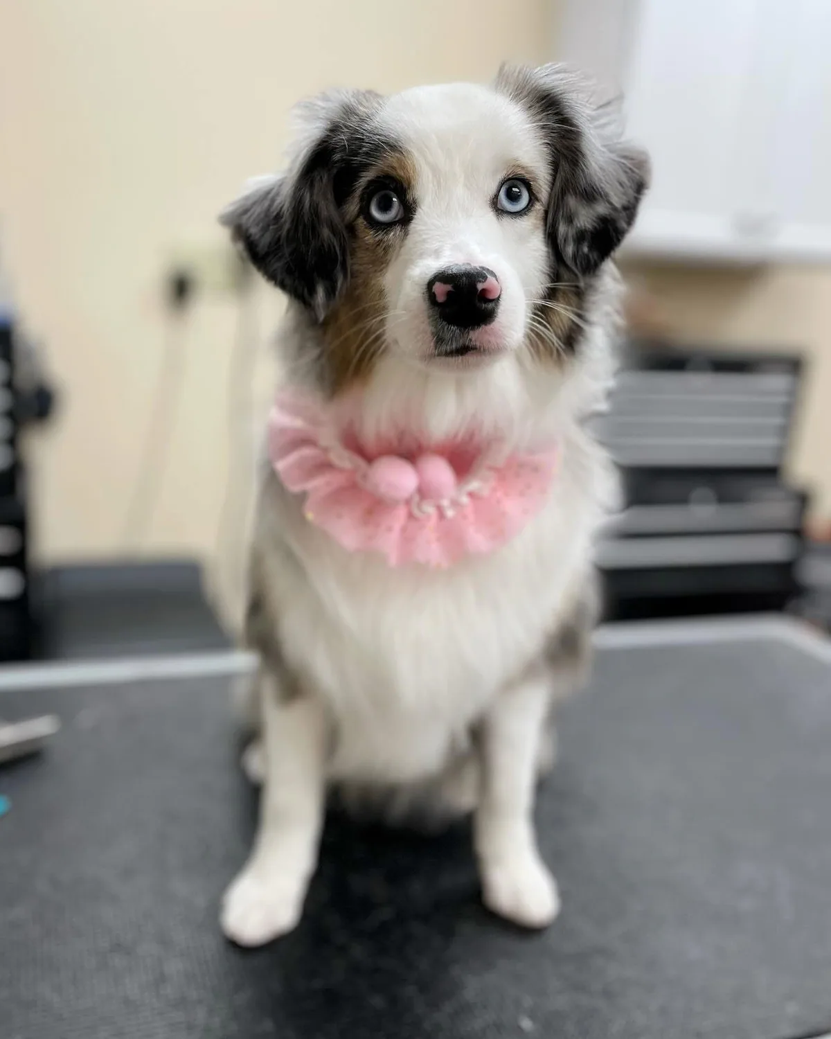 A blue merle puppy wearing a pink bow after a grooming introduction at Jollytails