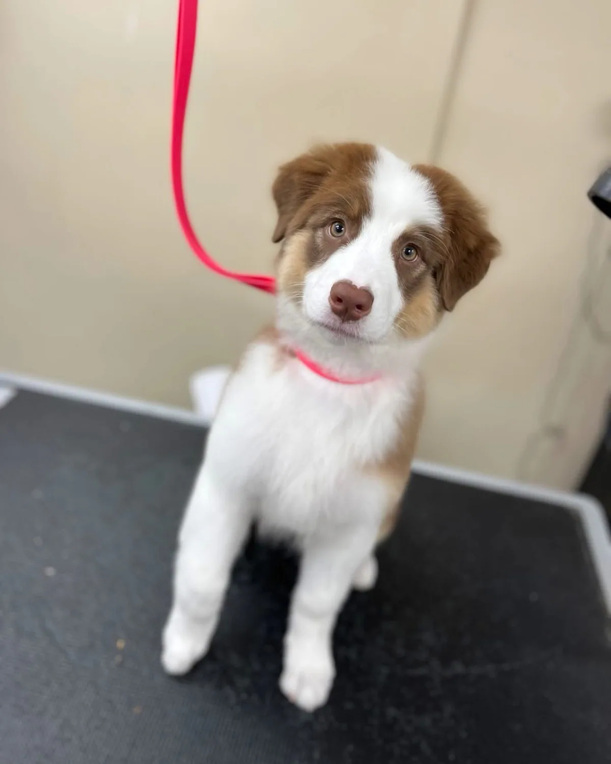 A brown-and-white puppy having a gentle introduction to the grooming table at Jollytails