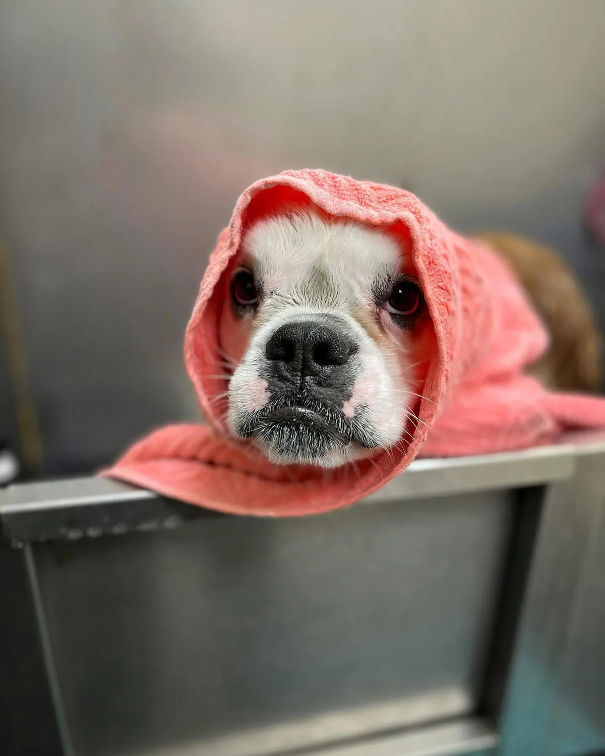 A bulldog wrapped comfortably in a coral towel during a Jollytails grooming appointment