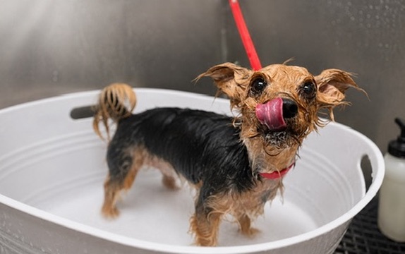 A small wet dog enjoying a bath at the Jollytails grooming salon