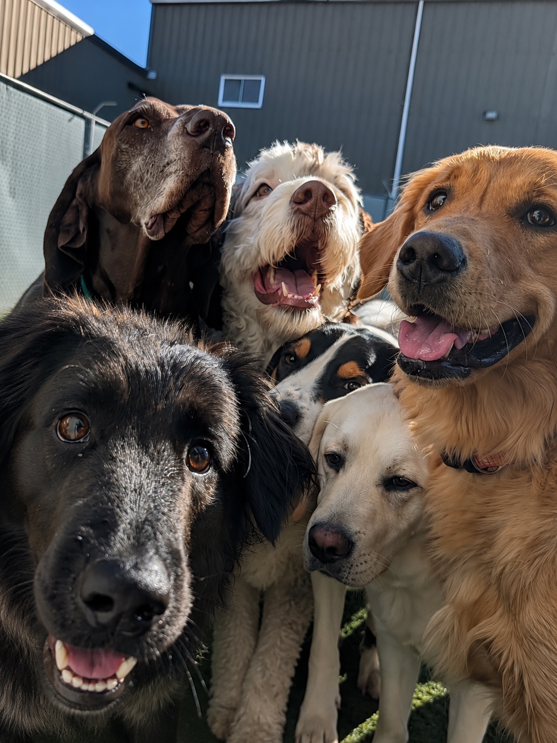 A happy group of dogs gathered together at Jollytails daycare